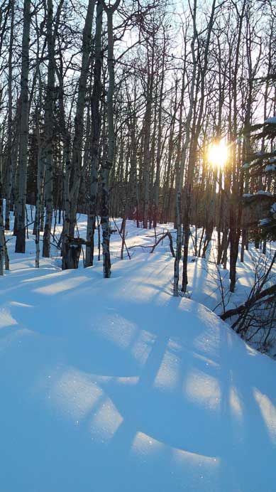 Sunbeam through the woods