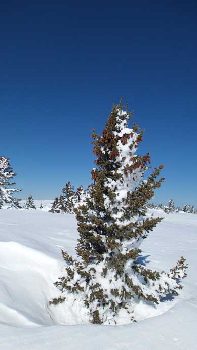 One of the many small trees on the plateau