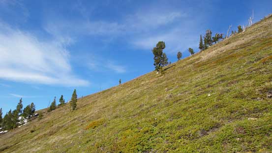Finally seen some green colour after an everlasting winter.
