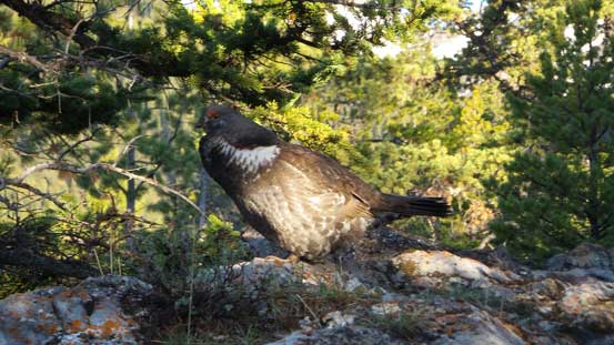A grouse. There were many of those making strange sounds