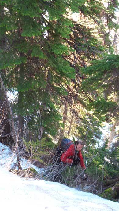 A bit higher up, still bushy.