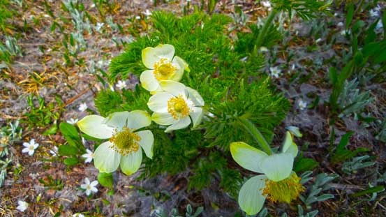 There were also many wild flowers