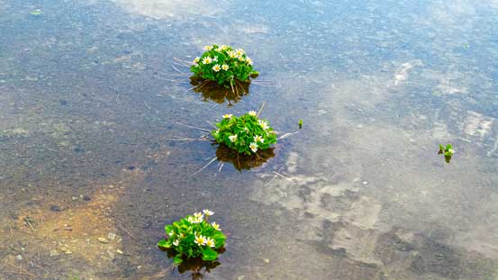 Flowers growing in the shallow water