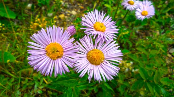 Asters