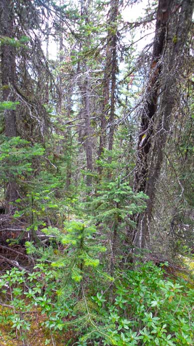 Bushwhacking for a while