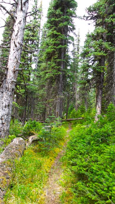 Typical view from the trail (9 km of this)