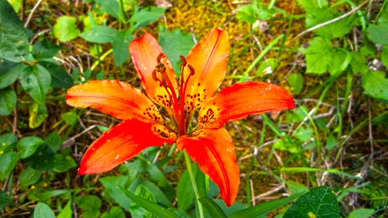 A flower that I don't know the name