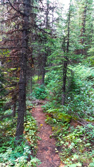 This trail is actually quite pleasant - too bad I could locate it on the way in...