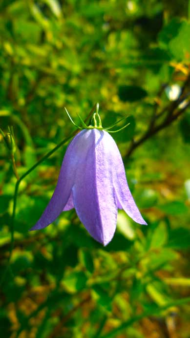 An interesting flower