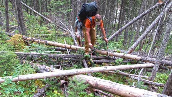 Typical dead falls on the approach...