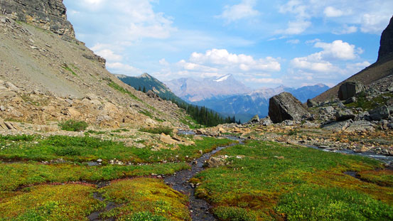 Back to the tundra field