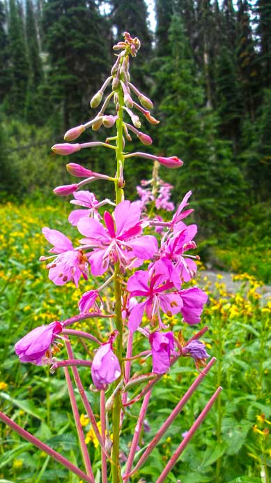 Fire weeds all over the places