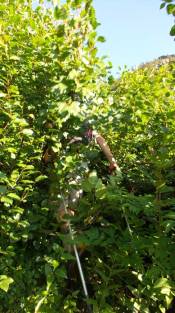 Bashing through alders...