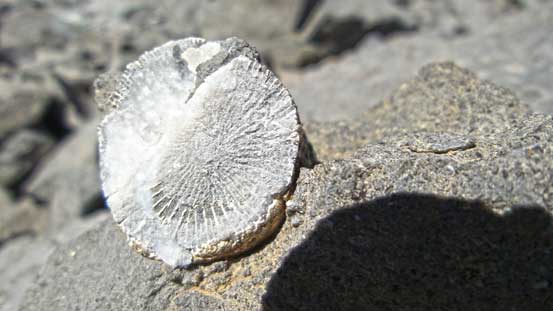 Fossils everywhere on this mountain