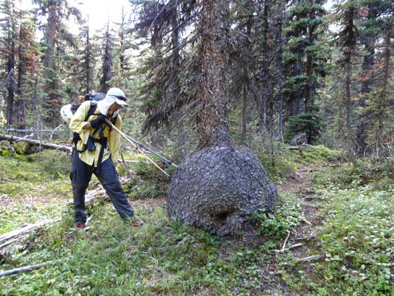 Me trying to stab the tree trunk tuber. Photo by Doug Lutz