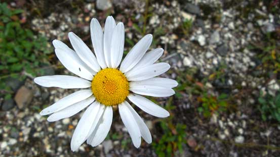 There were many flowers like this