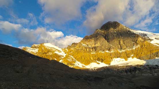 Woolley at golden glow.