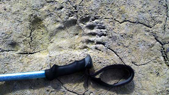 Fresh bear signs everywhere in this valley...