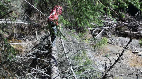 Mike led us across the final log jam