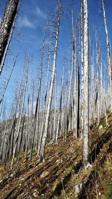 Then, through a burnt forest