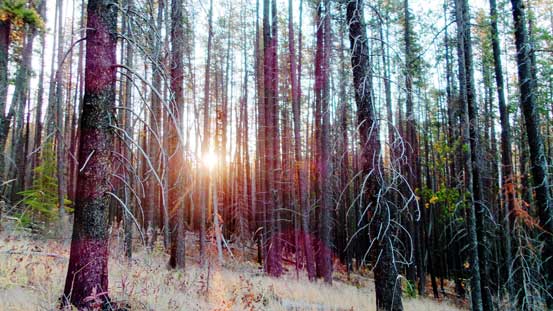 Sunbeam shone through a burnt forest