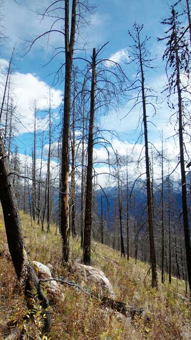 Into the burnt forest