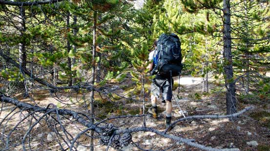 Light bushwhacking straight up the forested slope.