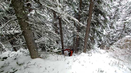 Ascending a section of near-vertical forest.