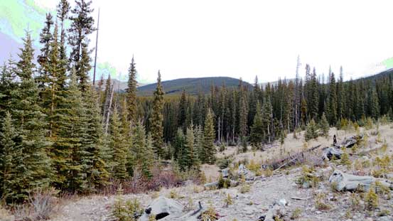 Ahead is the treed slope we'd ascend. Doesn't look very exciting...
