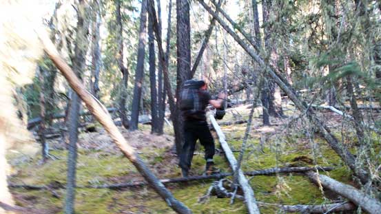 This sums up the bushwhacking - wide open forest but lots of dead-falls