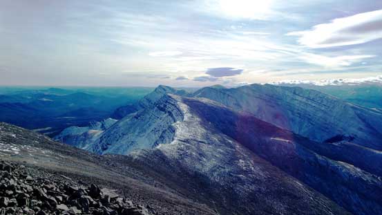 The connecting ridge is longer than more undulating then appears