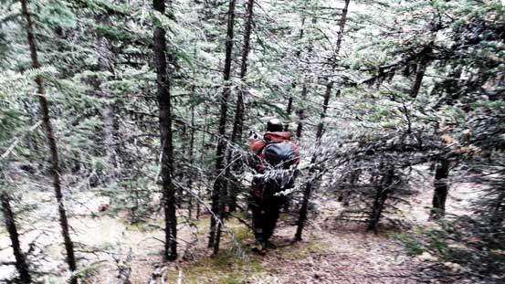 Bushwhacking down the typical forest