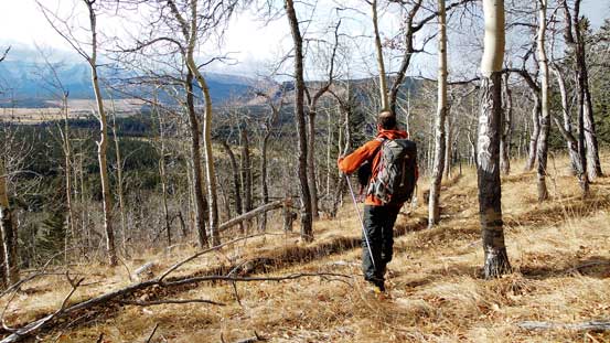 Back to the open forest