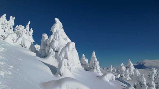 The classic BC tree mushrooms