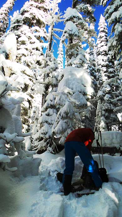 Descending through the trees