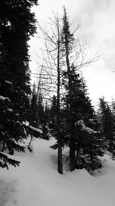 Typical travel in the bush