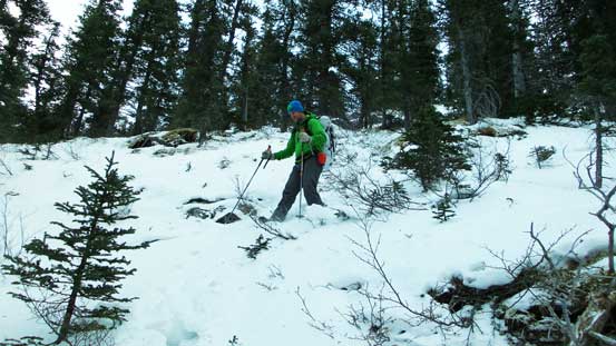 Descending through the trees