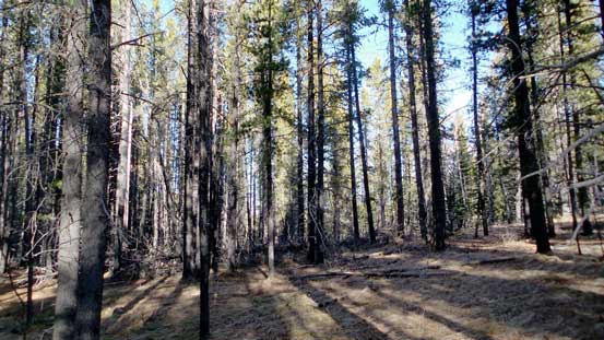 The forest was wide and open