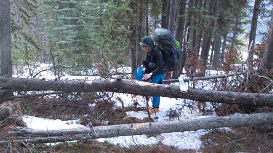 Not the greatest condition at the lower elevation...