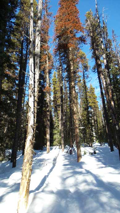 Descending the Yellowhead Mountain trail.