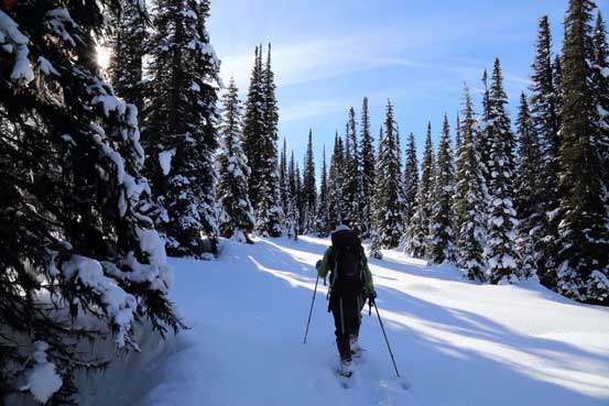 Nice and open forest