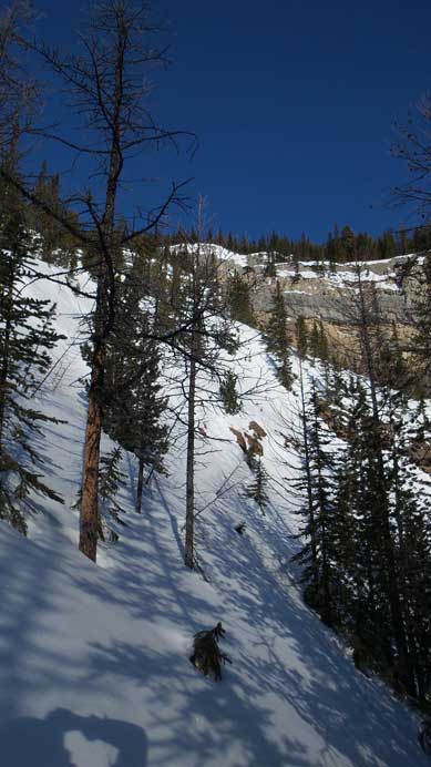 Ascending through sparsely treed slope higher up