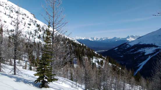 Entering the larch forest