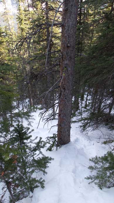 Now came the bad part. Tight and steep bushwhacking...