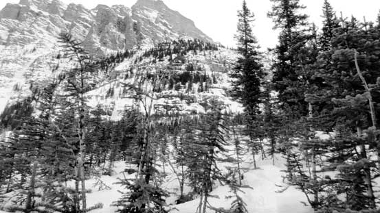 These trees are not the greatest place to ski...