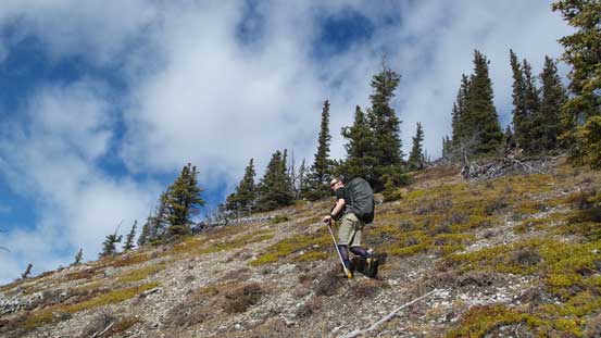 Nice and open forest near treeline