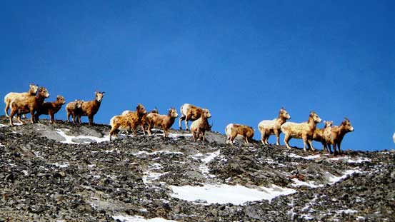 We were welcomed by a group of sheep