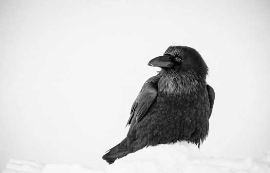 Vern got an excellent picture of this crow who ate my food... Photo by Vern