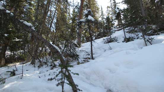 Bushwhacking wasn't fun