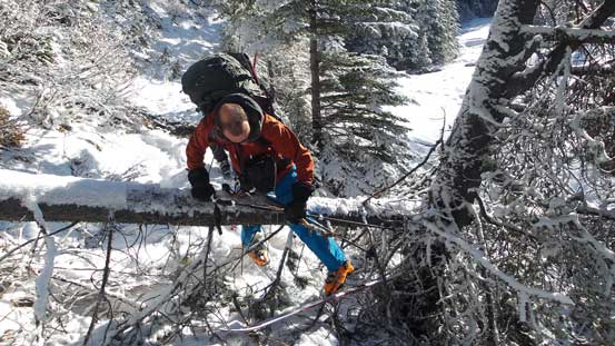Ben trying to hop over this fallen log without his skis off. It didn't work out very well though.. Shortly after this we went into the creek.